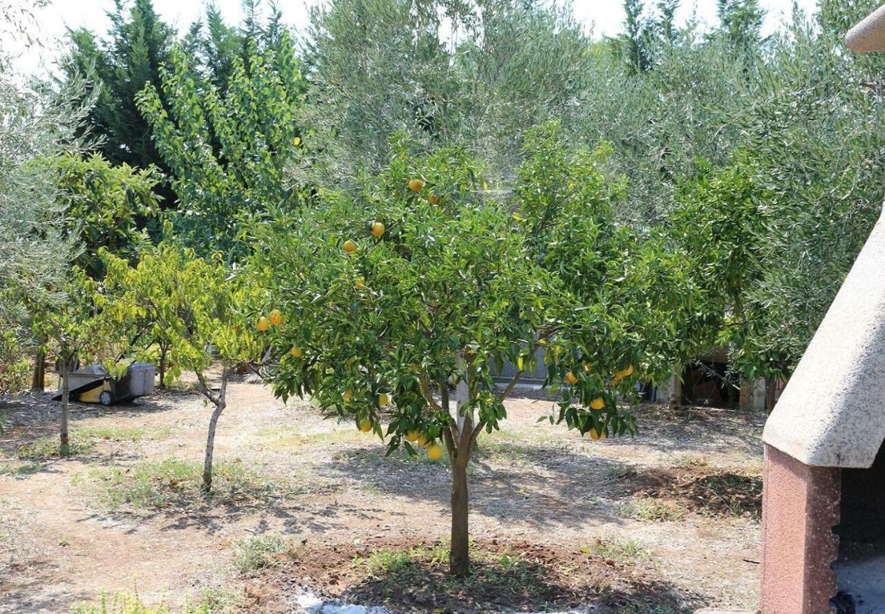 Villa La Piana بيسْكيتْشّي المظهر الخارجي الصورة